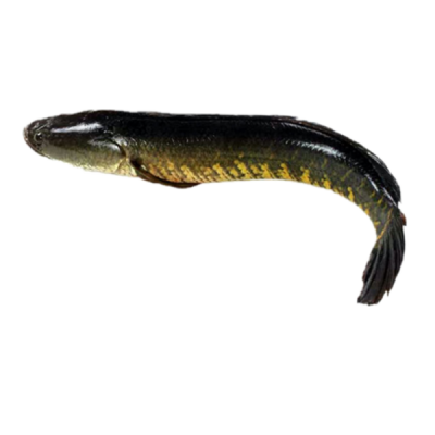 Shole whole fish 1kg