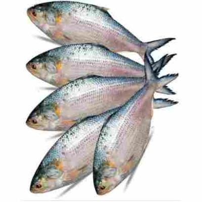 Hilsha Fish 300/500s 1kg