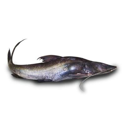 Baby Ayer Fish 500g