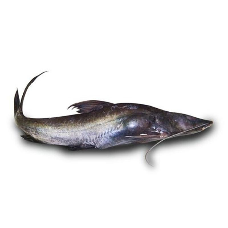 Baby Ayer Fish 500g