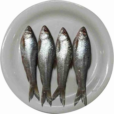 Bata Fish 500g