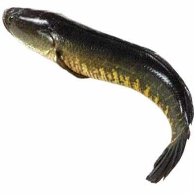 BD Taki Clean 500g