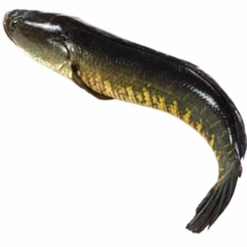 BD Taki Clean 500g