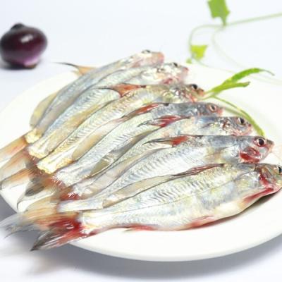 BD Gulsha/Tengra Clean Large 500g