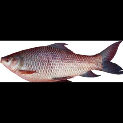 Rohu Whole Fish /kg