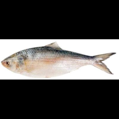 Hilsha Fish 400/500 1kg