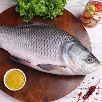 Katla Fish