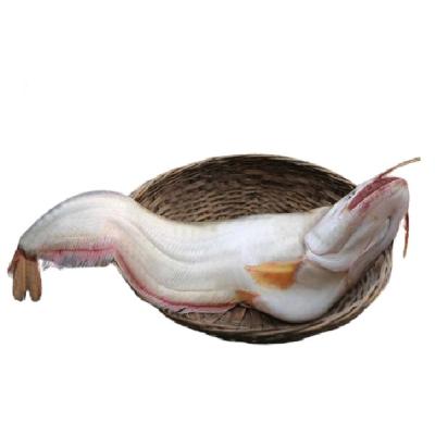 Boal Fish Whole