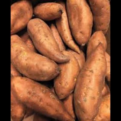 SWEET POTATO RED