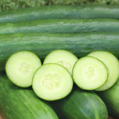 Cucumber