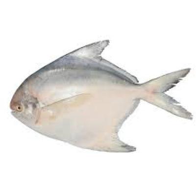 Silver Pomfret bangladeshi 1kg