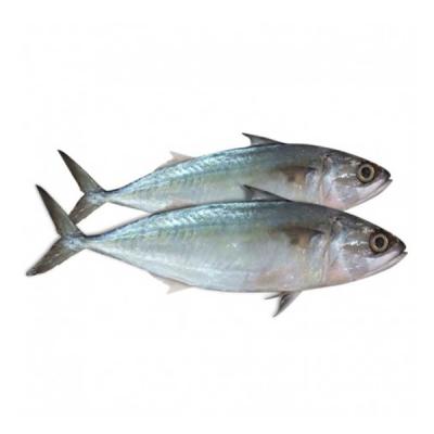 Indian Mackerel 1kg
