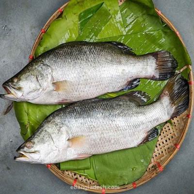 Koral fish whole