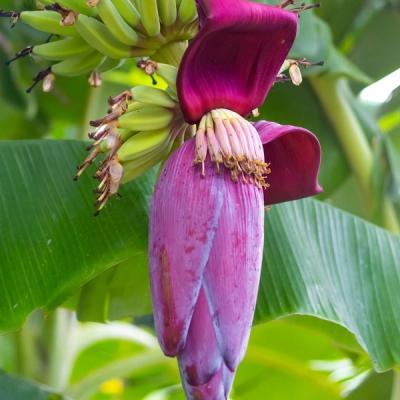 Banana Flower