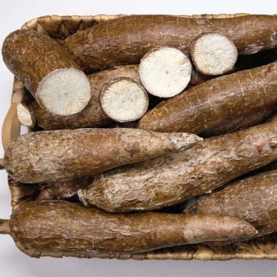 Cassava