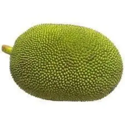Raw Jackfruit