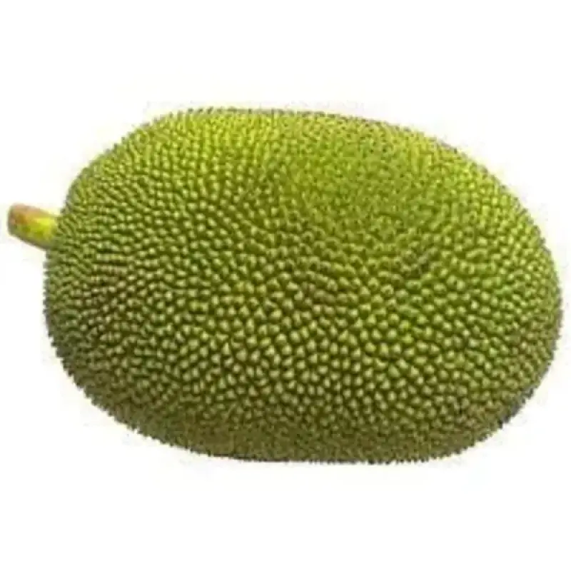 Raw Jackfruit