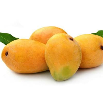 Pakistani Honey Mango
