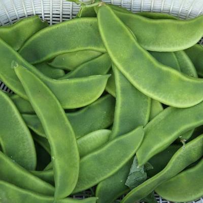 Seem / Bean