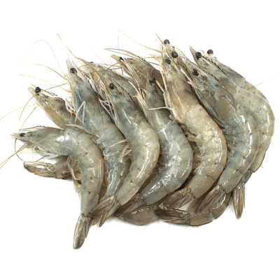 Big Shrimp (with head)