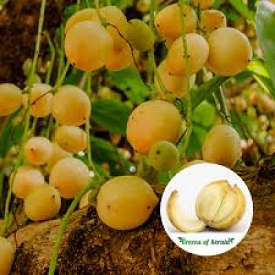Burmese grape / Lotkon