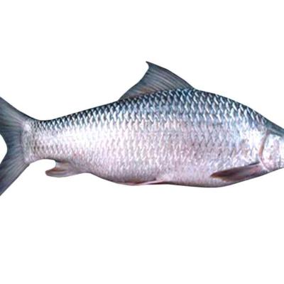 Mrigel Whole Fish /kg